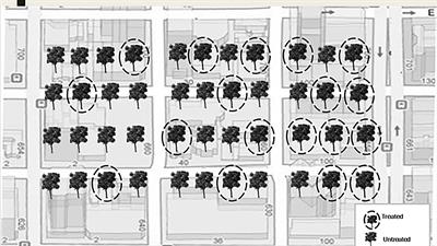 Associational protection of urban ash trees treated with systemic insecticides against emerald ash borer